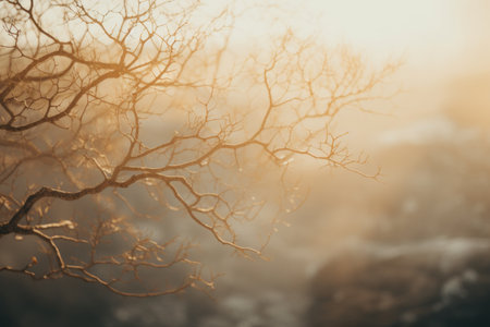 a tree with bare branches in front of the sunの素材