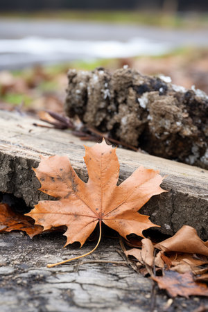 an orange leaf lies on the ground next to a fallen treeの素材