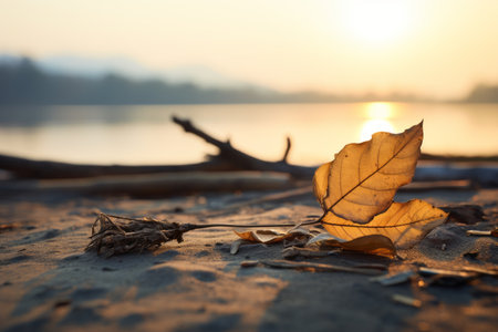 autumn leaves on the beach at sunsetの素材