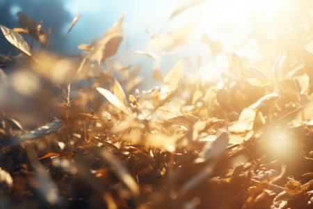 sunlight shining through the leaves of a grassy fieldの素材