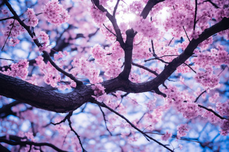 beautiful pink cherry blossom tree with blue sky backgroundの素材