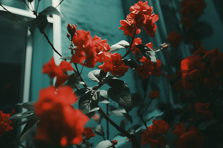 red flowers in front of a windowの素材