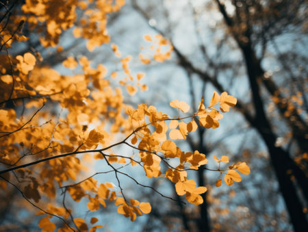 autumn leaves on a tree branch with blue sky in the backgroundの素材