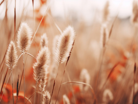 a close up of some tall grass in a fieldの素材