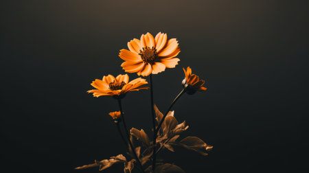 three orange flowers on a black backgroundの素材