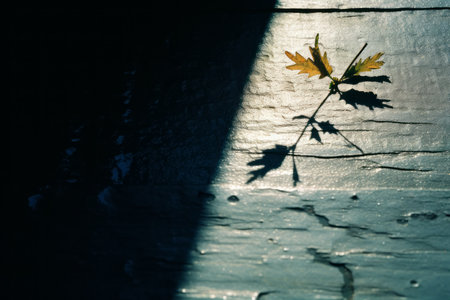 a single leaf on a wooden surfaceの素材