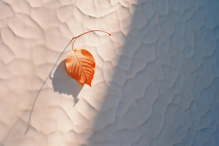 an orange leaf on a white wallの素材