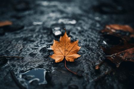 an orange maple leaf laying on the ground in the rainの素材