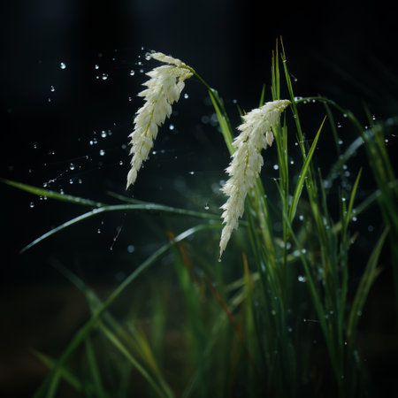 two tall grasses with water droplets on themの素材