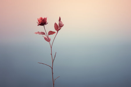 a single red flower is standing in front of a blue skyの素材