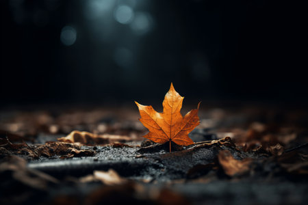 an orange maple leaf sits on the ground in the darkの素材