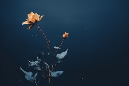 a single yellow rose on a dark blue backgroundの素材