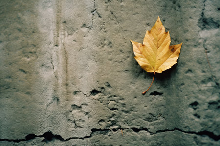a single yellow leaf sits on top of a concrete wallの素材