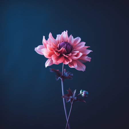 a single pink flower on a dark backgroundの素材