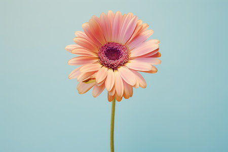 a single pink gerbera flower against a blue backgroundの素材