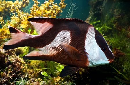 white-tailed damselfish (dascyllus aruanus)  with white stripsin natural environmentの写真素材