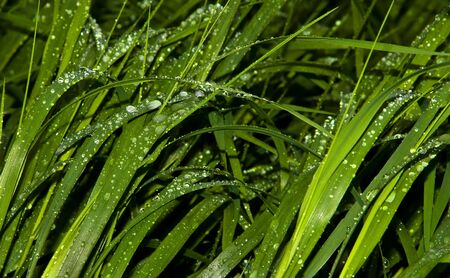 green grass with drops of rain close upの写真素材