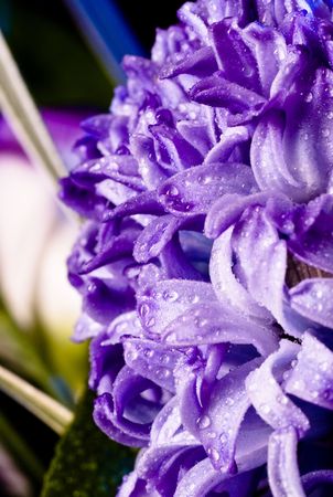 blue fuzzy (hyacinthus orientalis) with waterdrops closeupの写真素材