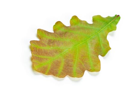 green oak leaf isolated on white backgroundの写真素材
