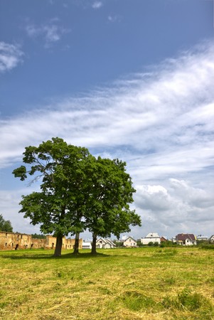 country landscape with big treesの写真素材