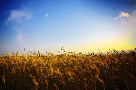 wheat field at golden sunsetの写真素材