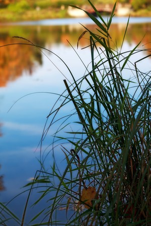 grass by the lake, autumnの写真素材