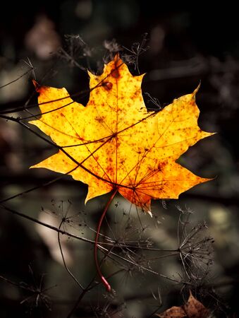 autumn mapple leaf in grassの写真素材