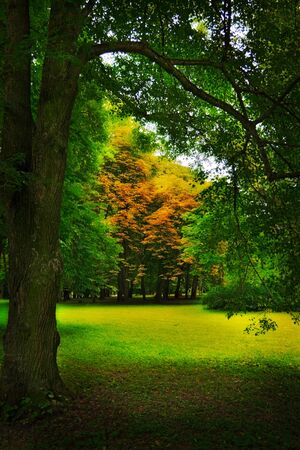 glade in autumn forestの写真素材