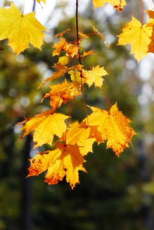 autumn maple leaves branchの写真素材
