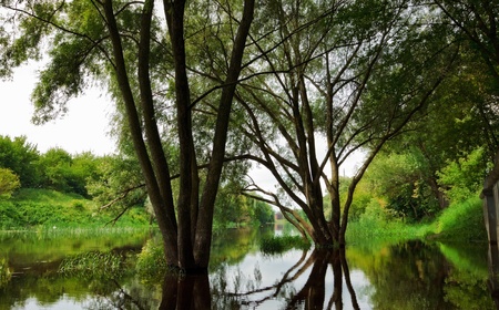 trees in flood in forest at summer dayの写真素材