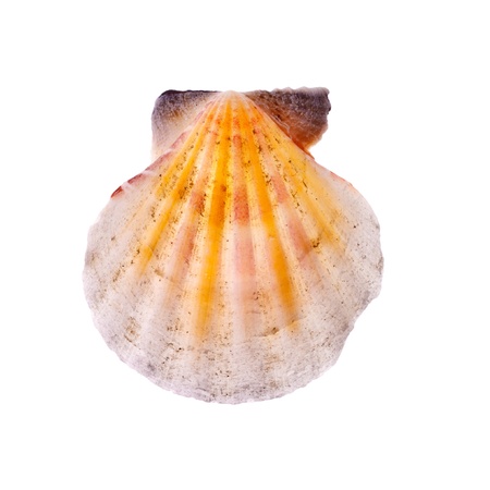 beauty radial seashell isolated on white backgroundの写真素材