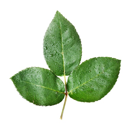 green leaves with waterdrops isolated on white backgroundの写真素材