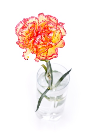single carnation in glass isolated on whiteの写真素材
