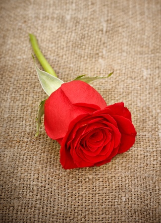 single bright red rose on old canvasの写真素材