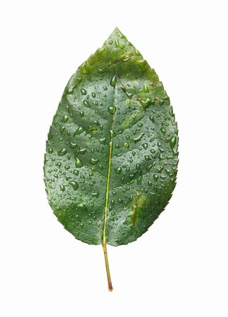 green leaf with waterdrops isolated on white backgroundの写真素材