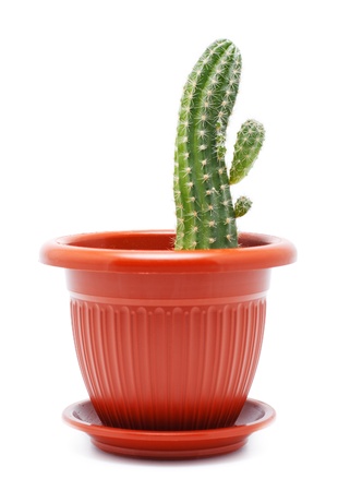 green cactus in brown pot, isolated on whiteの写真素材
