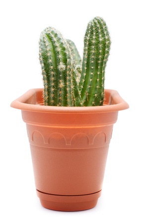 green cactus in brown pot, isolated on whiteの写真素材