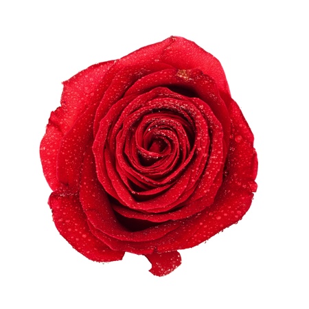 single dark red rose top view isolated on whiteの写真素材