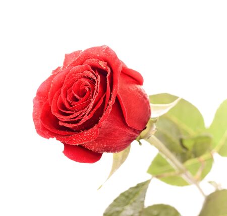 single dark red rose close up isolated on whiteの写真素材