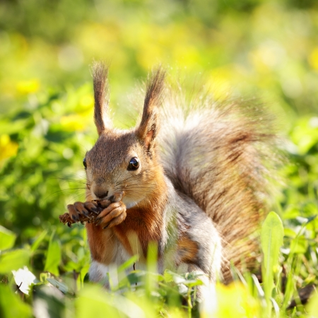 red squirrel in grass eating pinecone at summer day red squirrel in grass eating pinecone at summer day