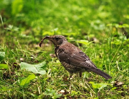 song thrush catch earthworm in grass at dayの写真素材