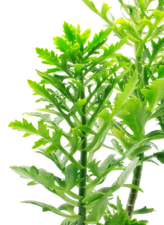 long green leaves isolated on white background