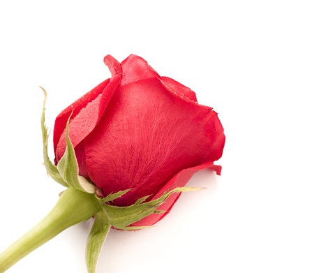single dark red rose close up isolated on whiteの写真素材