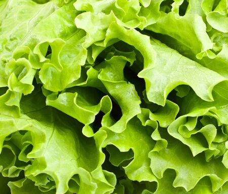 fresh green lettuce leaves close up backgroundの写真素材