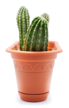 green cactus in brown pot, isolated on whiteの写真素材