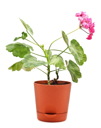 potted plant of geranium isolated on whiteの写真素材