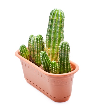 green cactus in brown pot, isolated on whiteの写真素材