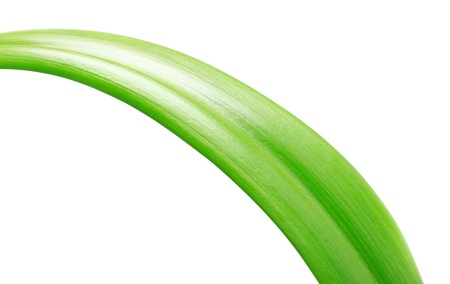 long green leaf isolated on white backgroundの写真素材