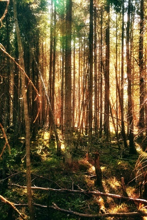 summer pine tree forest at sunny dayの写真素材