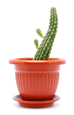 green cactus in brown pot, isolated on whiteの写真素材